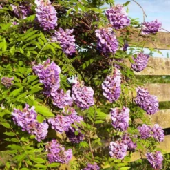Glycine FRUTESCENS AMETHYST FALLS®. Le pot de 8 litres