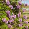 Glycine FRUTESCENS AMETHYST FALLS®. Le pot de 4 litres