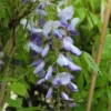 Glycine SINENSIS. Le pot de 2 litres