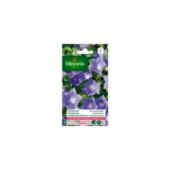 Graines de Campanule des Carpates bleue Vilmorin - graines à semer