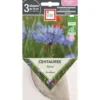 Graines de Centaurée bleuet bio Ernest Turc - graines à semer