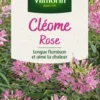 Graines de Cléome rose Vilmorin - graines à semer