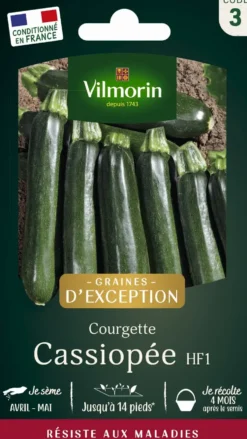 Graines de courgette cassiopee coloris vert Vilmorin jardin - graines à semer