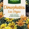 Graines de Dimorphotéca Las Vegas Vilmorin - graines à semer