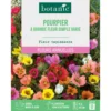 Graines de fleurs de Pourpier à grande fleur simple varié botanic®