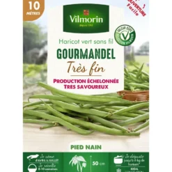 Graines de haricot gourmandel coloris vert Vilmorin jardin - graines à semer