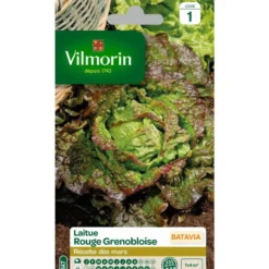 Graines de Laitue Batavia rouge grenobloise Vilmorin - graines à semer