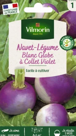 Graines de navet légume blanc globe coloris violet Vilmorin jardin - graines à semer