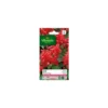 Graines de Sauge rouge Brasier Vilmorin - graines à semer