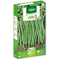 Graines haricot vert sans fil Oxinel 2 Vilmorin - graines à semer