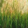 Graminées variées - Le pot de 10,5 cm