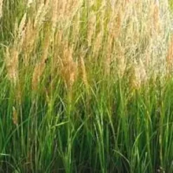 Graminées variées - Le pot de 10,5 cm