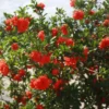 Grenadier Pleniflora orange. Le pot de 7 litres