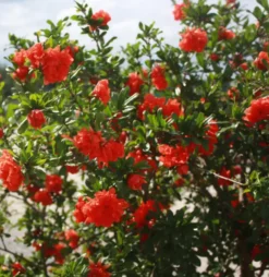 Grenadier Pleniflora orange. Le pot de 7 litres