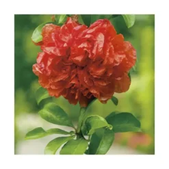 Grenadier Pleniflora orange. Le pot de 7 litres