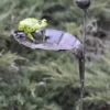 Grenouille décorative pour extérieur coloris vert en métal recyclé - 105 cm