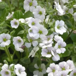 Gypsophila Cerastioides Pretty Maid - Le pot de 2 litres