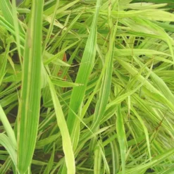 Hakonechloa Mince - Le pot de 1 litre