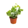 Hedera Helix en pot Ø 5/6 cm