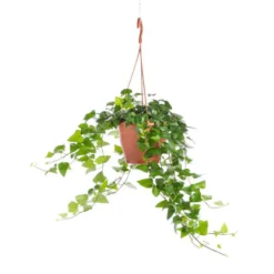 Hedera. Le pot Ø 19 cm