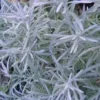 Helichrysum Italicum - Le pot de 4 litres