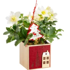 Hellébore en pot carré feutrine rouge
