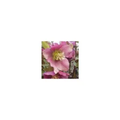 Helleborus Rosemary - Le pot de 4 litres