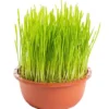 Herbe A Chat Bio. La coupe de diamètre 16 cm