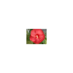 Hibiscus Moscheutos - Le pot de 10 litres
