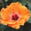 Hibiscus multicolore 50 cm. Le pot de 17 cm