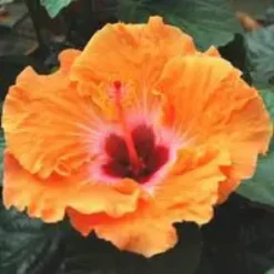 Hibiscus multicolore 50 cm. Le pot de 17 cm