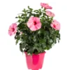 Hibiscus rose Ø 23 cm