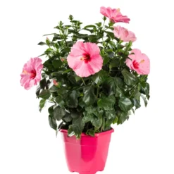 Hibiscus rose Ø 23 cm