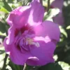 HIBISCUS S.LAVANDER CHIFFON 5L