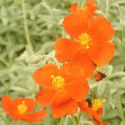 Hélianthème henfield brilliant rouge en pot de 2 L