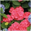 Hortensia. Le pot de Ø 13 cm