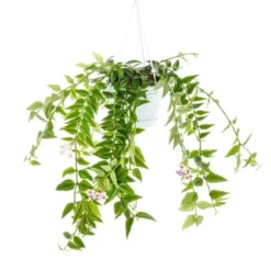 Hoya Bella suspension Ø14xH50 cm