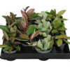 Hoya mix. Le pot de Ø 6 x H 15 cm