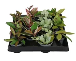 Hoya mix. Le pot de Ø 6 x H 15 cm