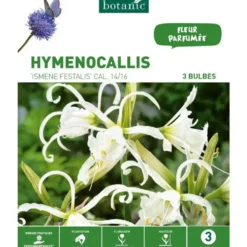 Hymenocallis Ismene Festalis blanc botanic® - 3 bulbes