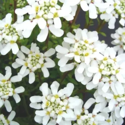 Iberis Sempervirens - Le pot de 1 litre