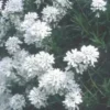 Iberis Sempervirens - Le pot de 10,5 cm