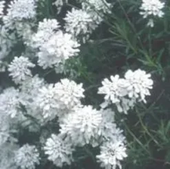 Iberis Sempervirens - Le pot de 10,5 cm