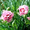 Œillet mignardise raspberry sundae rose en pot de 2 L