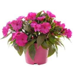 Impatiens de Nouvelle-Guinée fleurs doubles Fleurs de France - en pot de Ø 14 cm