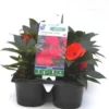 Impatiens de Nouvelle Guinée rouge orange - Le pack de 6 plants