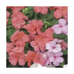 Impatiens - Le pack de 6 plants