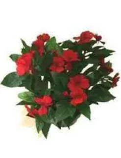 Impatiens - Le pack de 6 plants