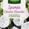 Ipomée Géante Blanche Vilmorin - graines à semer