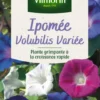 Ipomée Volubilis Variée Vilmorin - graines à semer
